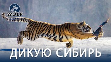 ДИКУЮ СИБИРЬ | Тайны выживания в ледяной глуши #дикаяприрода | WOLF