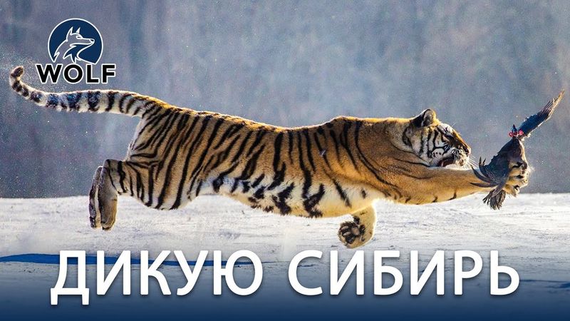 ДИКУЮ СИБИРЬ | Тайны выживания в ледяной глуши #дикаяприрода | WOLF