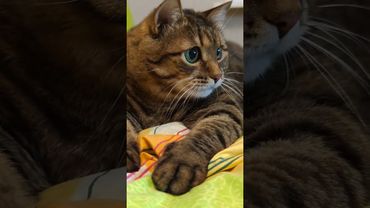 Джакузи 🔥🙀😉🤣 #cat #кот #юмор #котушка #приколы #цитаты