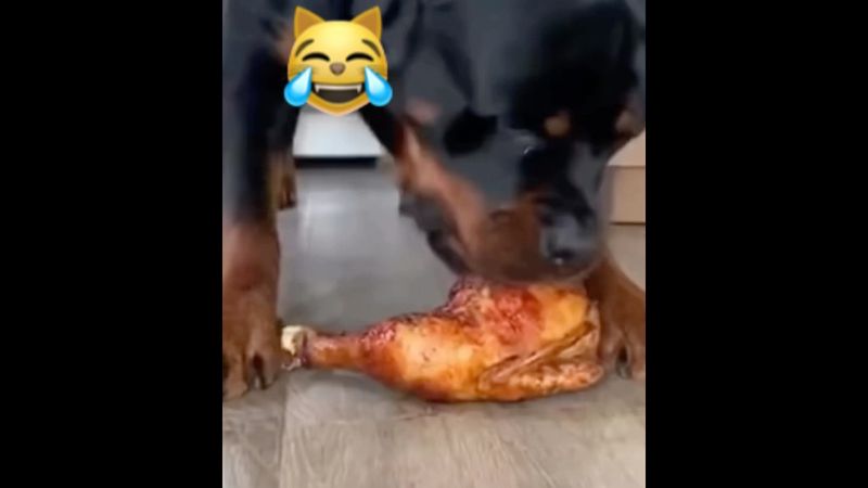 🍗🐺✅😹 FUNNY DOG #funny #fun #funnyvideo #kulgili #kulgilivideo #kanqal #alabayi #komikvideolar #it