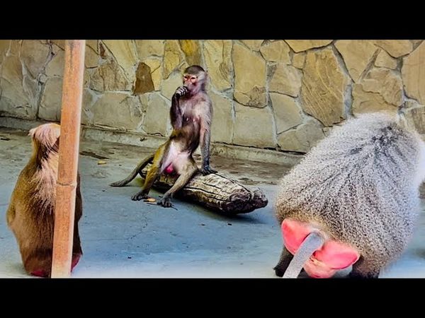 ПЕРВАЯ НОЧЬ ЛЮСИ С ЕЛИСЕЕМ! Как это было? Мы мчим на всех парах к нашей Люсе!