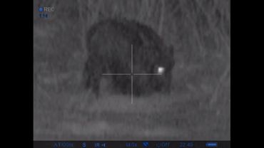 Охота с ночным прицелом Пульсар