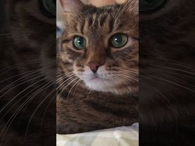 Что за время пошло?🙀🫣🤔🤣 #cat #кот #юмор #котушка #приколы #цитаты