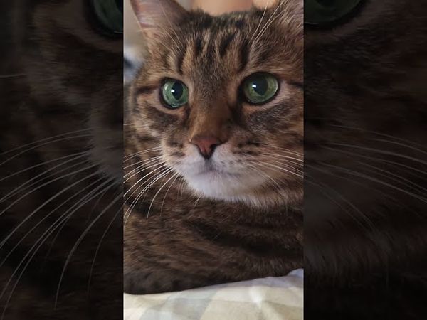 Что за время пошло?🙀🫣🤔🤣 #cat #кот #юмор #котушка #приколы #цитаты