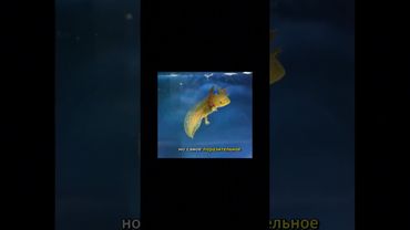 Аксолотль - необычное существо.