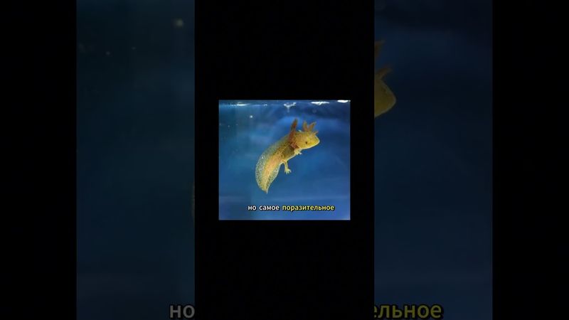 Аксолотль - необычное существо.