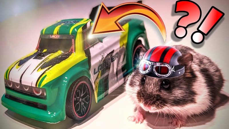 Hamster Racing?! 🐹❤️