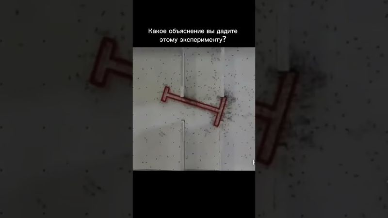 Интелект, разум, муравей.