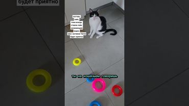 Пришел домой к коту. #кот #коты #кошки #котята #котики #домашниеживотные #pets