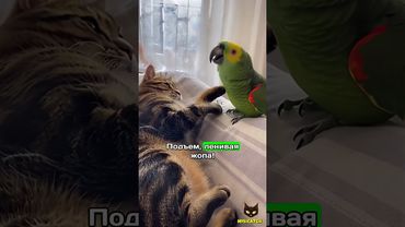 Когда будильник — попугай 🐦🐱