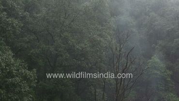 Himalayan temperate forests in peak monsoon: Rain in slow motion at wildfilmsindia Motidhar estate