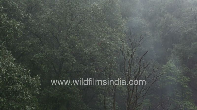 Himalayan temperate forests in peak monsoon: Rain in slow motion at wildfilmsindia Motidhar estate