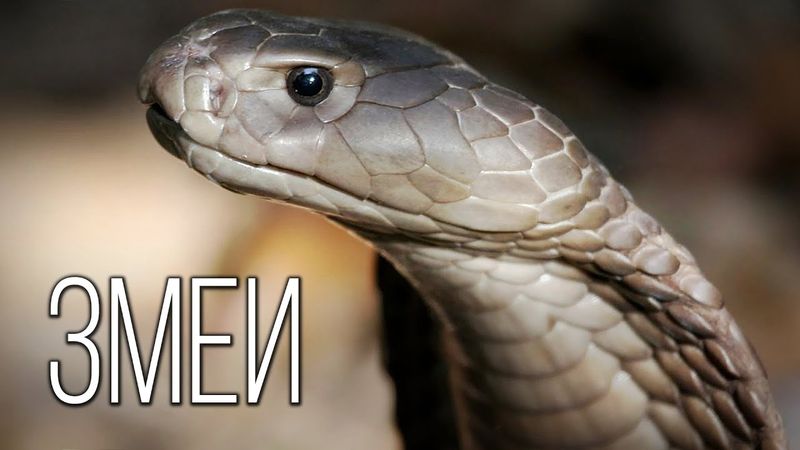 Snake: Queen of Reptiles | Interesting Facts About Snakes