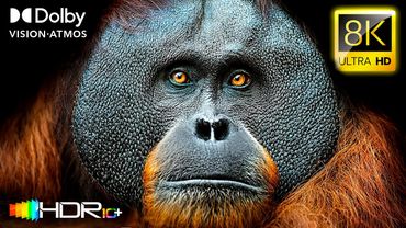 Dolby Vision™ 60fps HEWAN MEGAVISION 8K Video ULTRA HD HDR - HDR10+ #8K