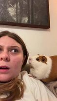 Guinea Pig speaking Facts #pets #funny #fyp 