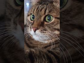 Жизнь ломает сильнейших 🙀🤔😉❤ #cat #кот #котушка #приколы #цитаты #прикольныекоты