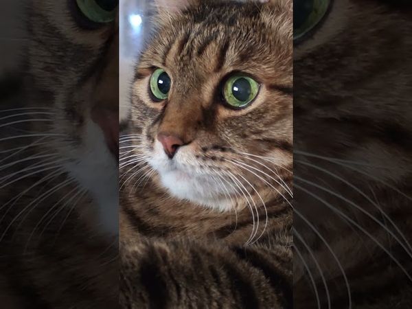 Жизнь ломает сильнейших 🙀🤔😉❤ #cat #кот #котушка #приколы #цитаты #прикольныекоты