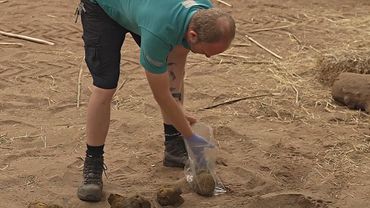 Британские учёные собирают гены из помёта для спасения видов