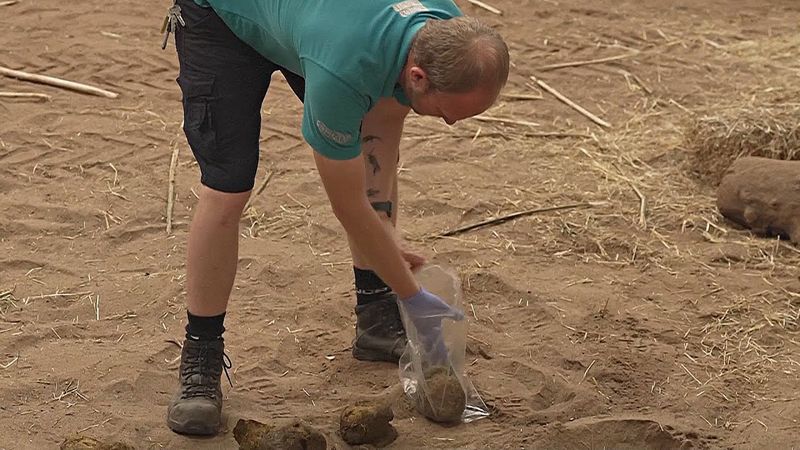 Британские учёные собирают гены из помёта для спасения видов