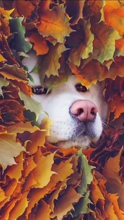 #животные#разное#природа #красиво #смотримфотки #нравится#