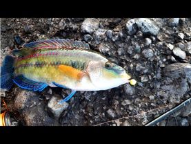 Утренняя рыбалка на черном море. Геленджик