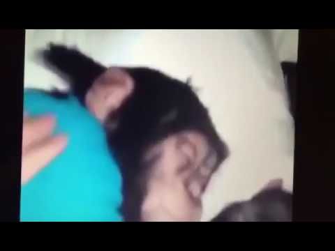 Обезьяну будят