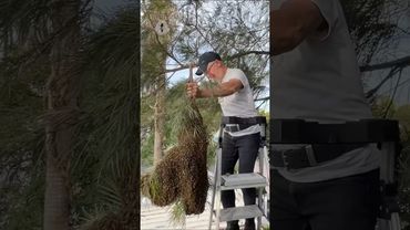 I dropped this Mega Bee Swarm!