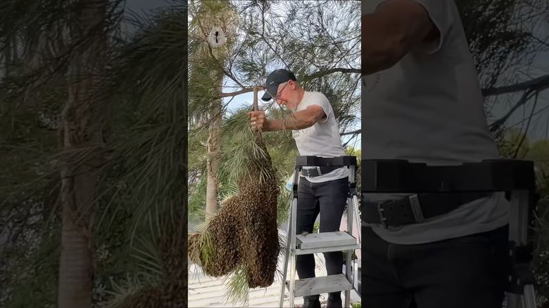 I dropped this Mega Bee Swarm!