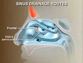 Строение и физиология полости носа.