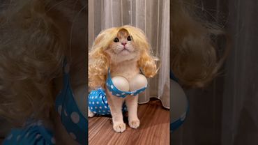 😿: Aduh aku ketipu lagi yatuhannn #kucinglucu #kucing