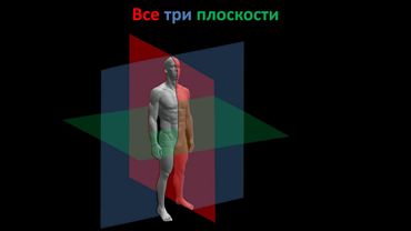 Оси и плоскости Общая анатомическая терминология