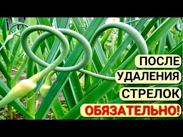 Крупный ЧЕСНОК. Чем ПОДКОРМИТЬ чеснок в ИЮНЕ для КРУПНОЙ головки. СТРЕЛКИ на чесноке.