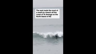 Surfing seal rides waves like a pro