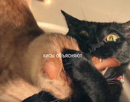 ну мои родители 🙄🏳️‍🌈 #steddie #осд #оченьстранныедела #стэдди #эддисон 