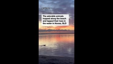 Picturesque moment kangaroos hop along beach during morning sunrise