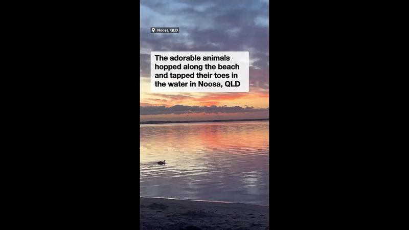 Picturesque moment kangaroos hop along beach during morning sunrise