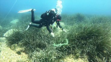 Морские водоросли посидонии спасают от исчезновения в Хорватии