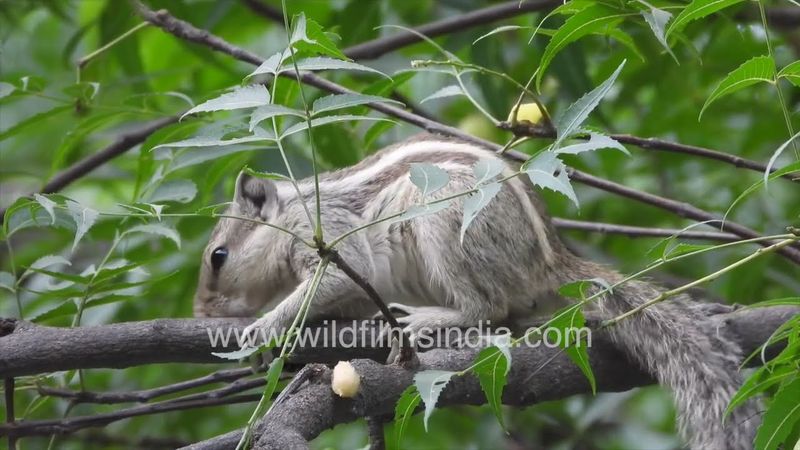 Squirrel nibbles away at Neem fruit and seed pods - Gilheris know the medicinal properties of Neem