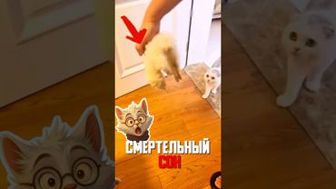 ХОРЁК ВПАЛ В КОМУ - КОТ 6 ЧАСОВ ОПЛАКИВАЛ МЁРТВОГО ДРУГА!