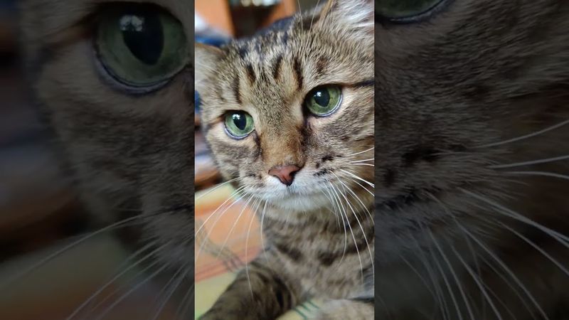 Пуля 🤔😉🙀🤣 #cat #кот #юмор #котушка #приколы #котик #цитаты