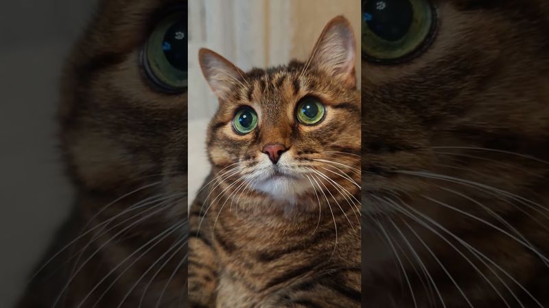 Здравоохранение 🚑😷🙀🤣 #cat #кот #юмор #приколы #котушка #цитаты #смех