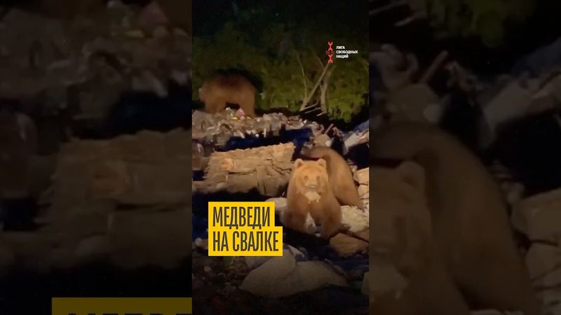 В Якутии убили двоих медведей