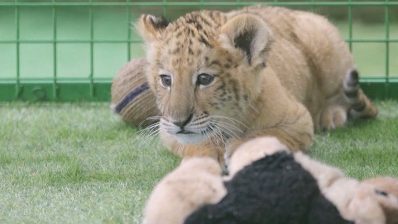 Детёныш льва и тигрицы подрастает в зоопарке в Румынии