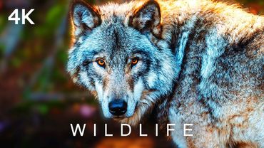 WILDLIFE in 4K | 2 Hours | Wolves Bears Lions Tigers Nature Wild Animals Relaxing Music Ultra HD