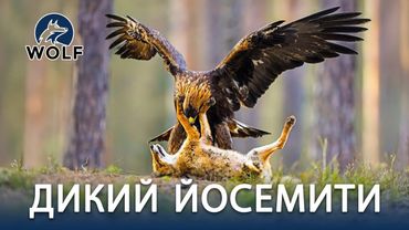 ДИКИЙ ЙОСЕМИТИ | Битва за выживание среди величественной природы #дикаяприрода | WOLF