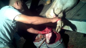 Julian killing his first goat