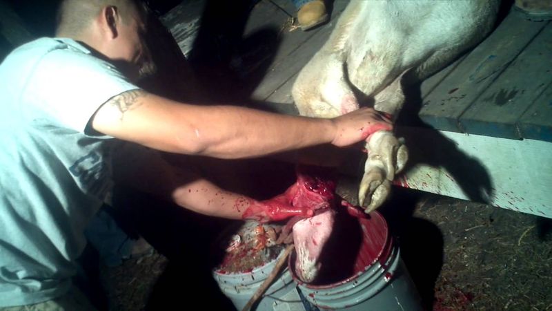 Julian killing his first goat