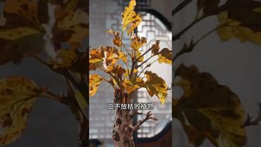 《家宅风水》 门前三不摆！接了！转发！功德无量！#正能量 #国学文化 #道家文化 #民间文化 #风水玄学 #玄学 #住宅有讲究 #大门 #传统文化 #人居环境 #风水知识 #风水布局