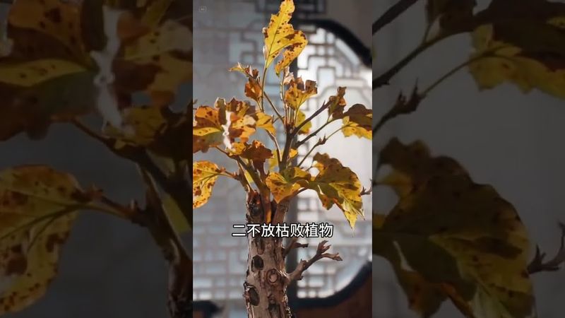 《家宅风水》 门前三不摆！接了！转发！功德无量！#正能量 #国学文化 #道家文化 #民间文化 #风水玄学 #玄学 #住宅有讲究 #大门 #传统文化 #人居环境 #风水知识 #风水布局