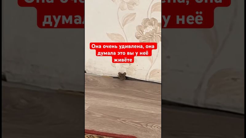 Она очень удивлена, она думала это вы у неё живёте